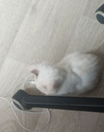 Вот такой крошек к нам приехал))) 