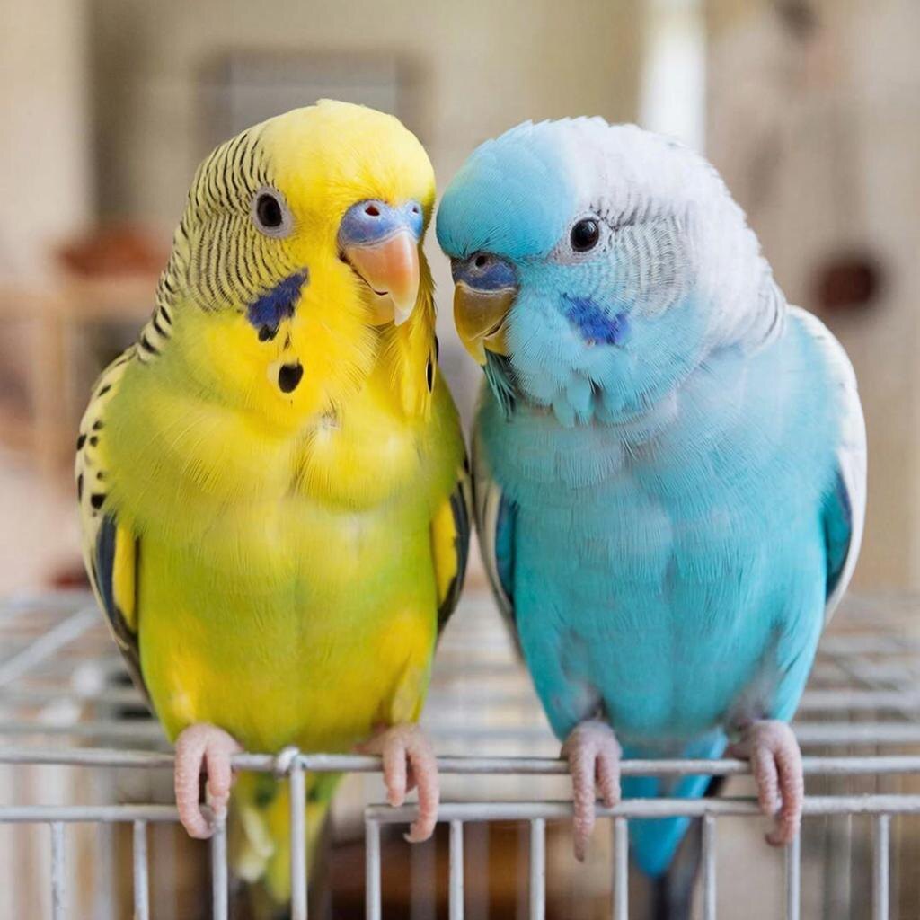 Волнистые попугаи Гром и Перчик