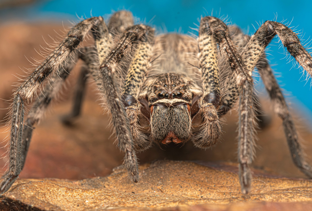 "Я пришел сюда спрятаться от дождя и покусать тебя. Как видишь, от дождя я уже спрятался"