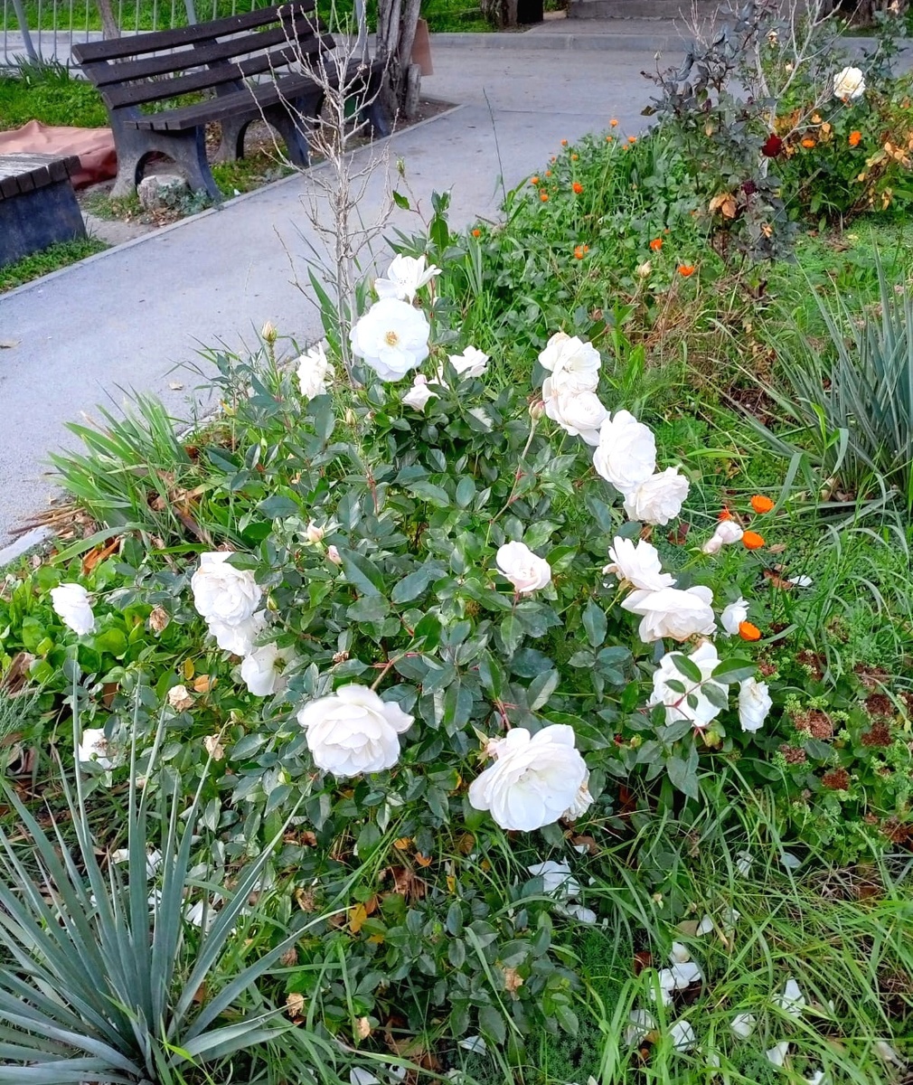 У мамы во дворе до сих пор цветут розы. Фото сделано несколько дней назад