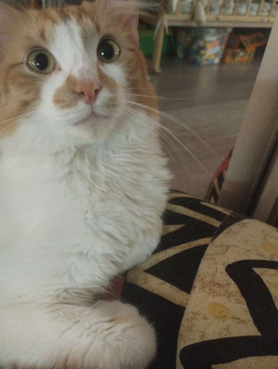 Тиша выбрал меня сам, преследует меня как намагниченный 😅