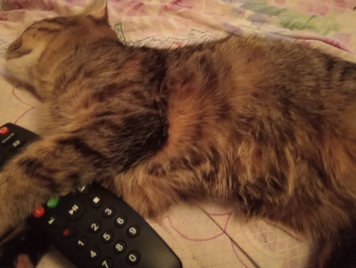 Шпротинка - Разбудите, когда футбол начнется, пульт у меня.