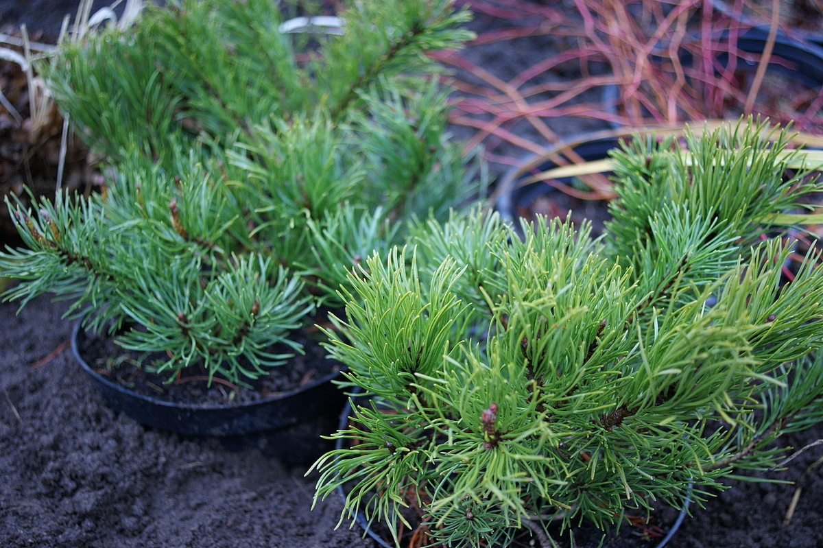 У меня пока такие крохи, но всё впереди. 