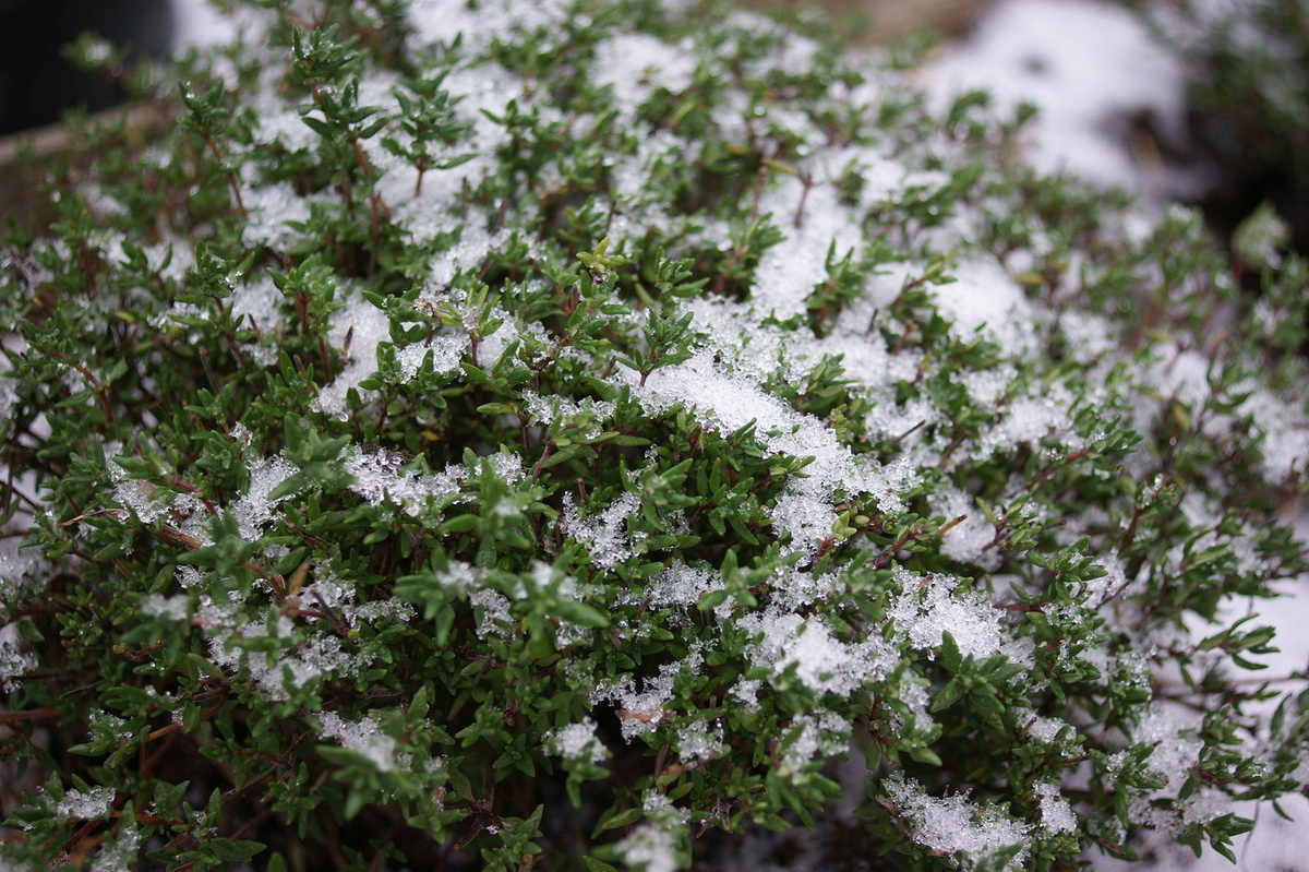 Тимьян под первым снежком. 