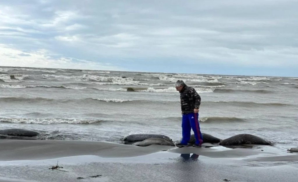    Фото © Минприроды РФ / Сотни мертвых тюленей нашли в одном из российских регионов