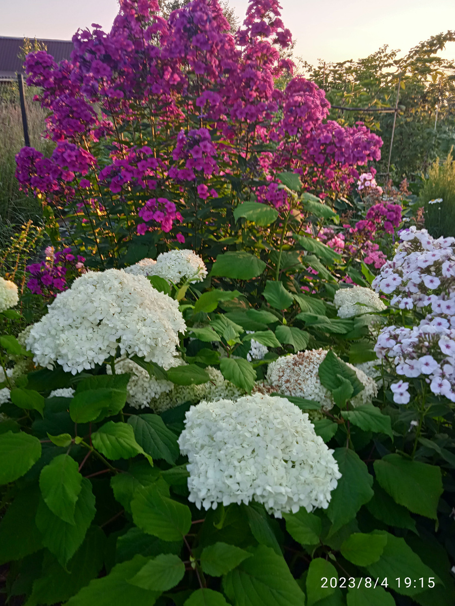 2. В галерее 2 фото, листайте