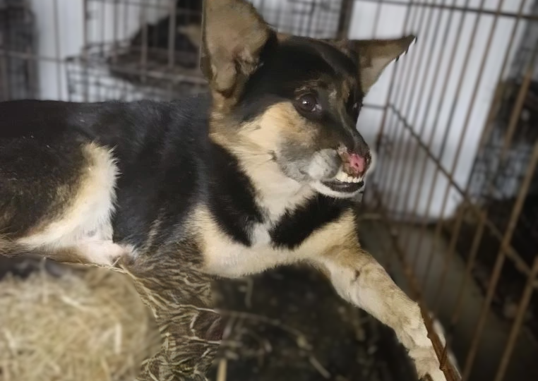 SOS!SOS!SOS! Уже почти утро, а на корм мы не собрали и в приюте намечается голод в морозы под 40!