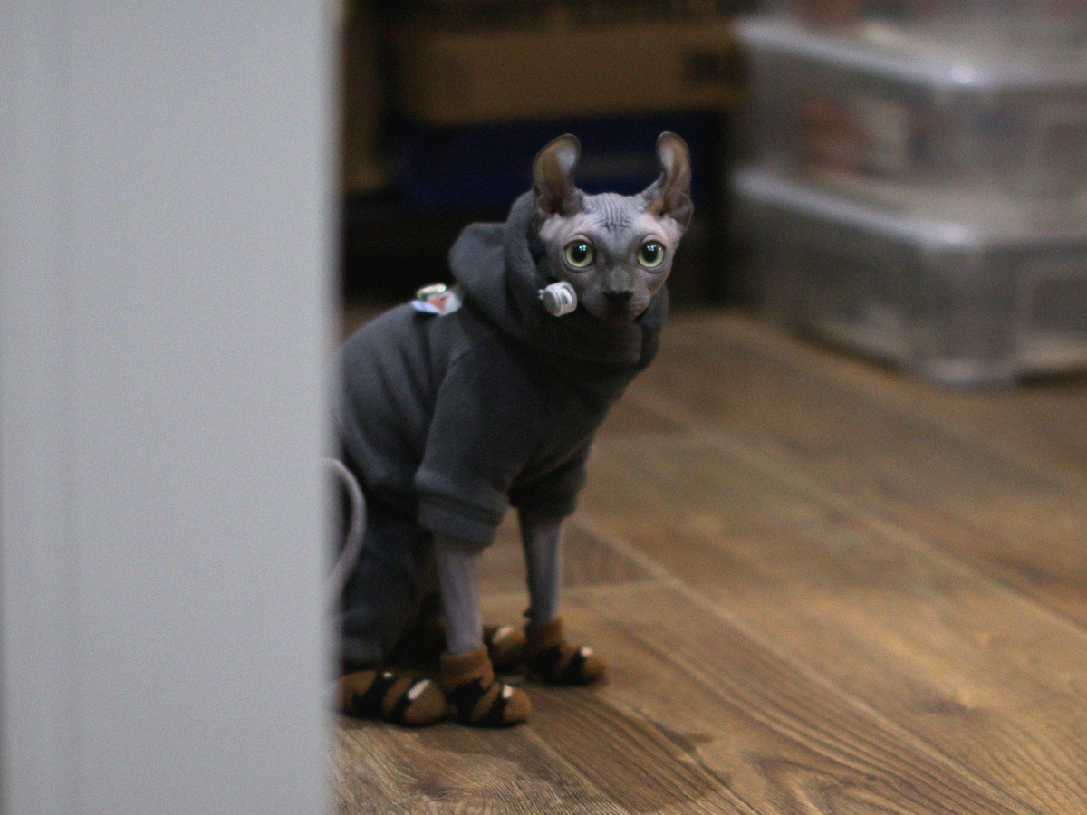 "Результат генетической поломки" по мнению ряда знатоков 😁