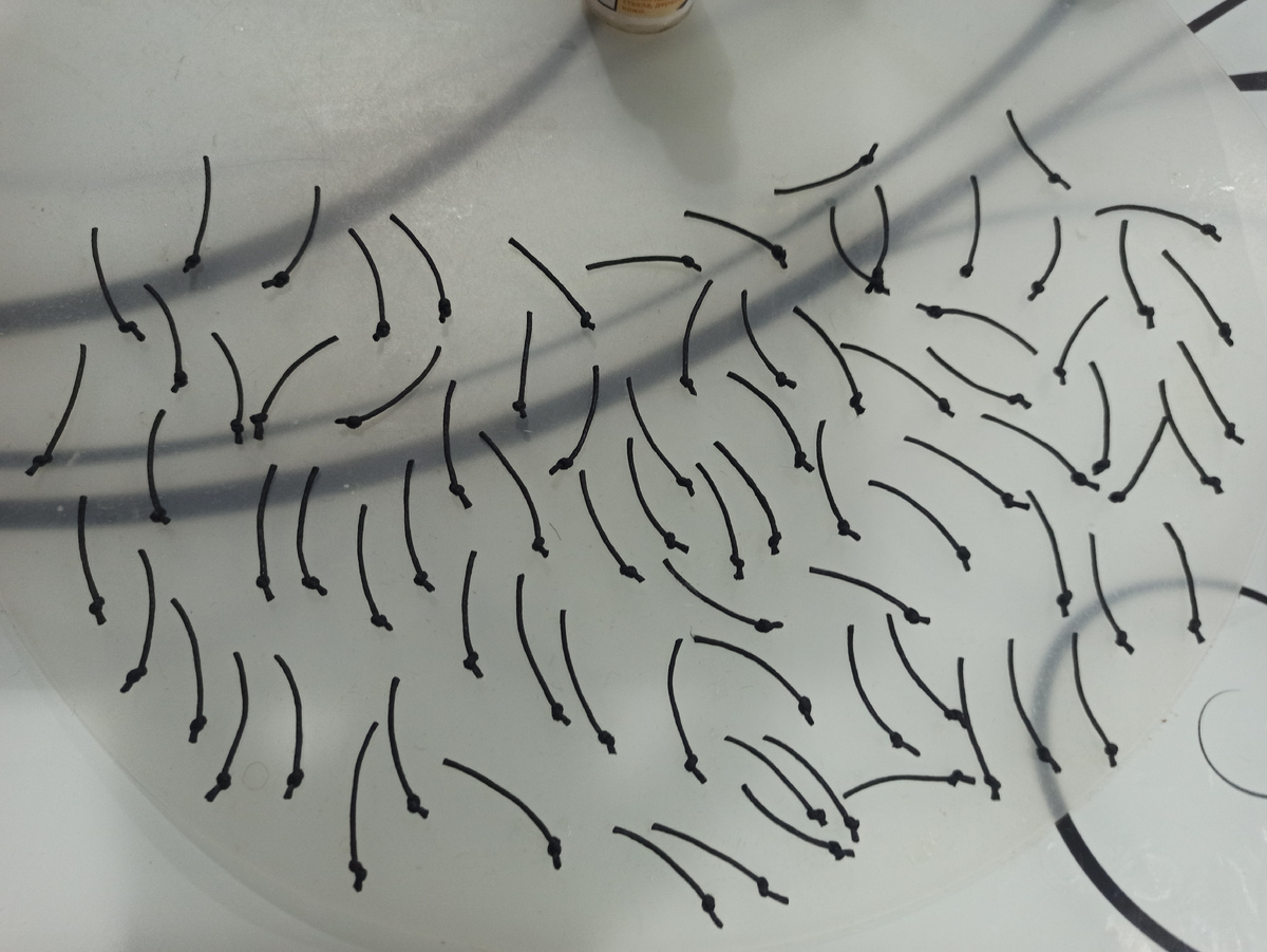 Вот она, армия синичкиных лапок