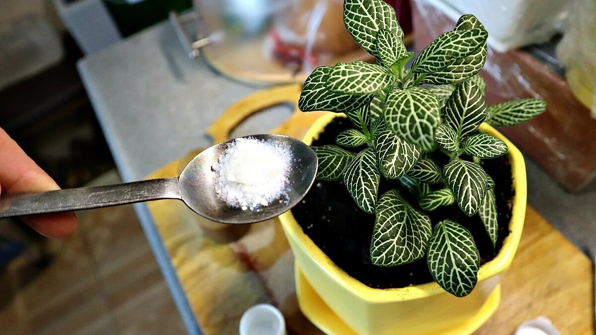 Подкормка цветов