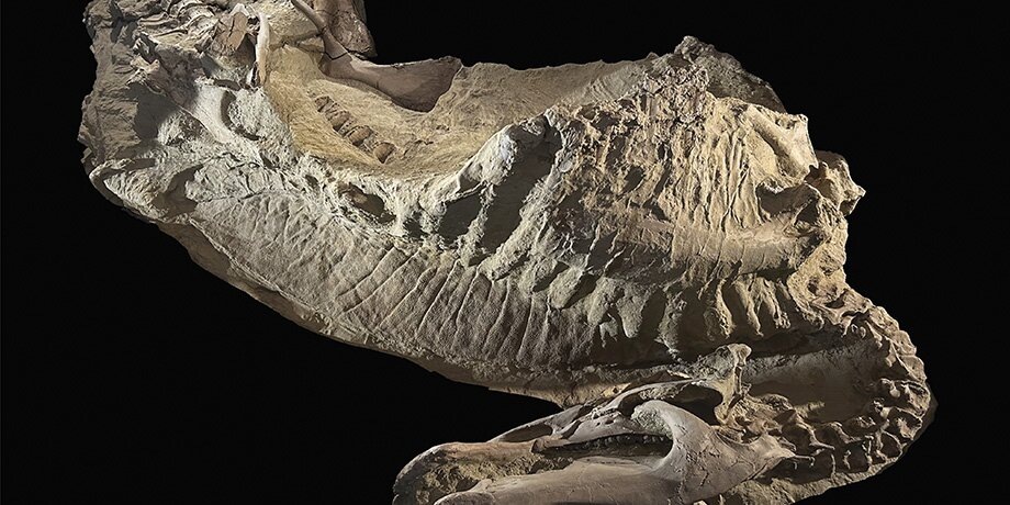    Фото: paulsereno.uchicago.edu