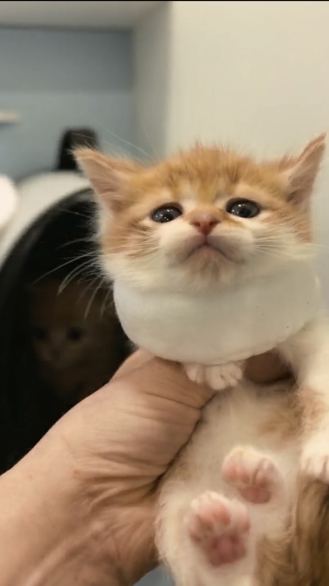 Пробуем их расселить по переноскам. Фото из архива автора