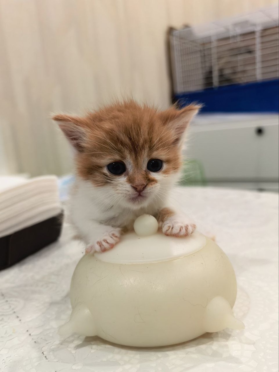 Вот такая «мама» у котят. Фото из архива автора