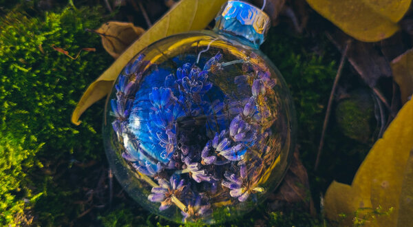 Лаванда — для тех, кому вы желаете спокойствия и гармонии в суете будней.