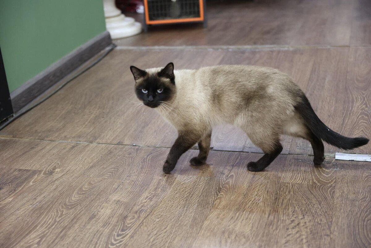 Фото: Дмитрий Фуфаев / «Петербургский дневник»