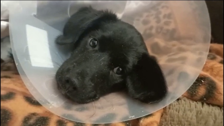 Орлика прооперировали. Орлик и компания.