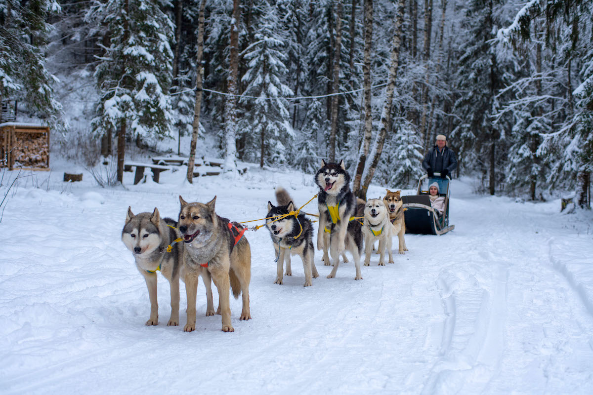 Карелия. Катание на собачьих упряжках. Источник: фотобанк Russia.travel