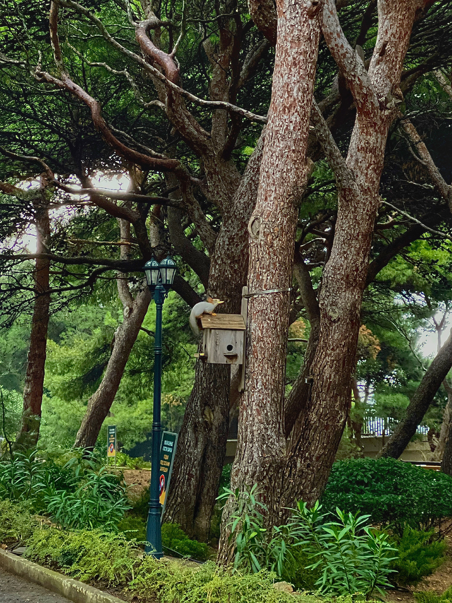 Форосский парк. Воздух здесь чистый и целебный, пропитан хвойными ароматами