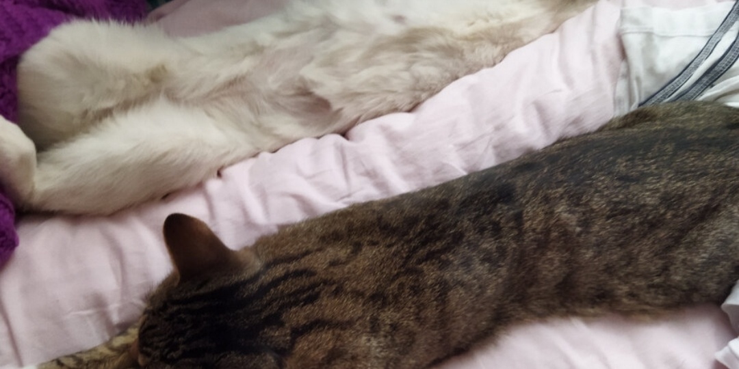 Коты миллиардеры!!!