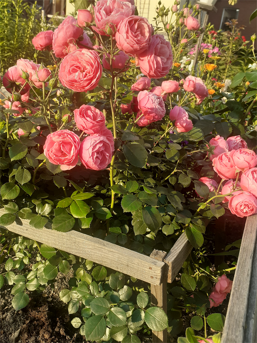 РОЗА ПОМПОНЕЛЛА 3-Й ГОД