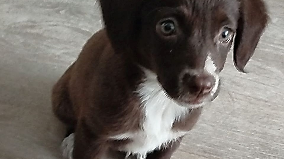 Шарли: Маленькое Чудо Ищет Свой Тёплый Дом! 💕