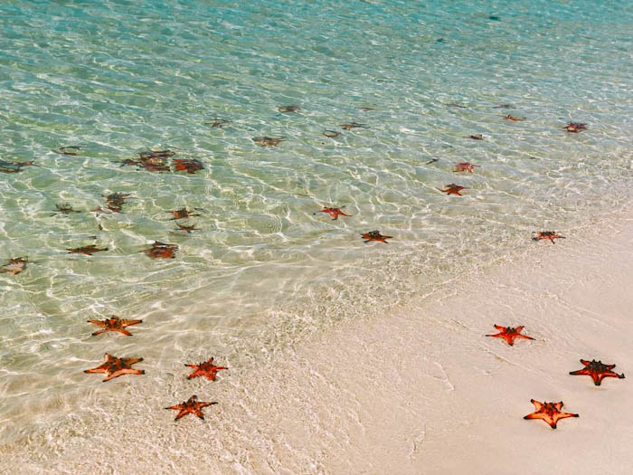 Пляж морских звёзд