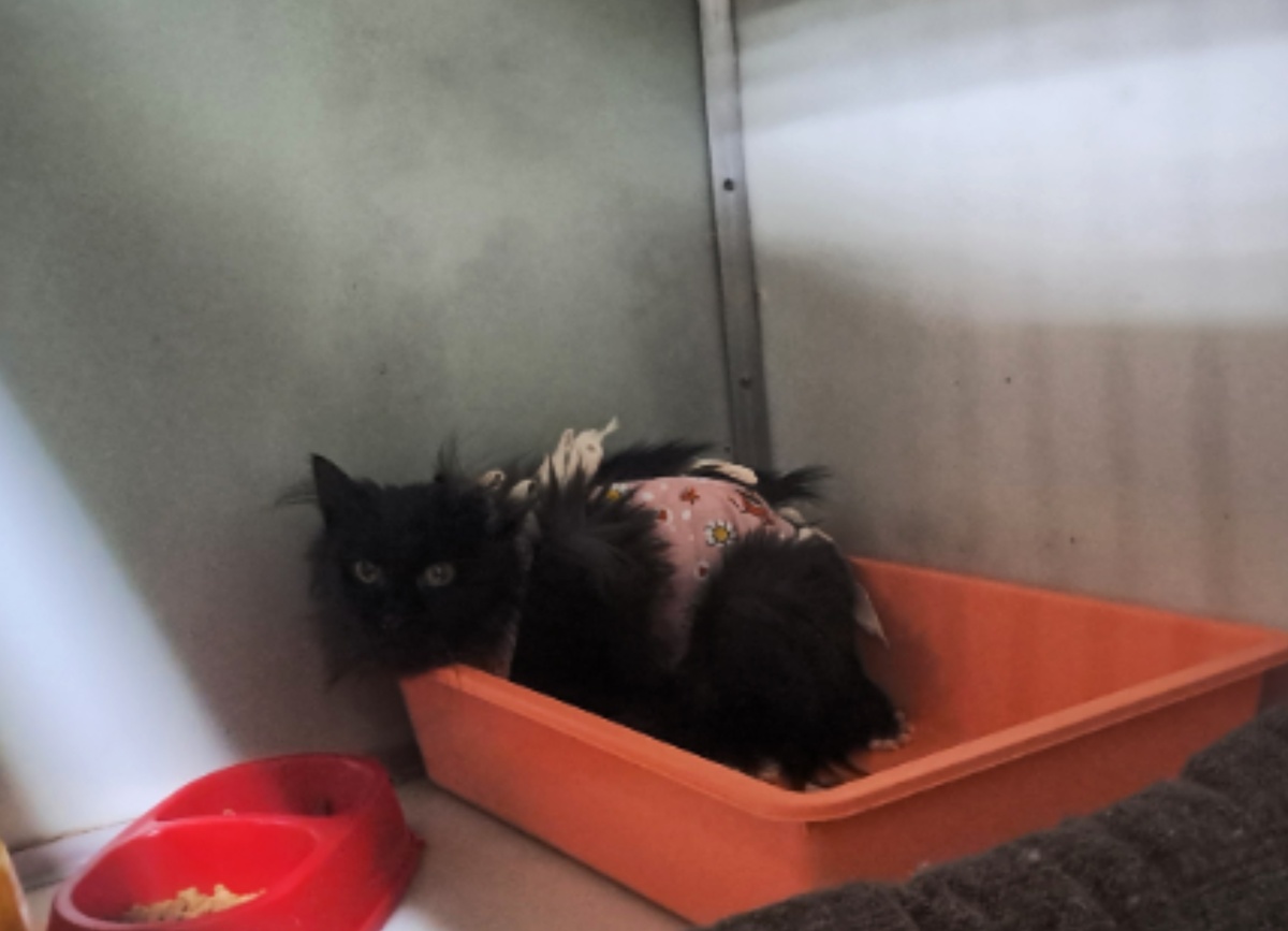 Пушистая и милая Черёмушка найдена на улице.  