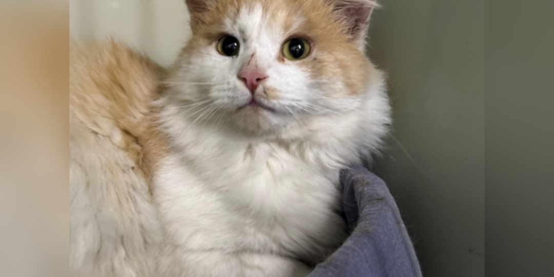 С нами вновь новички