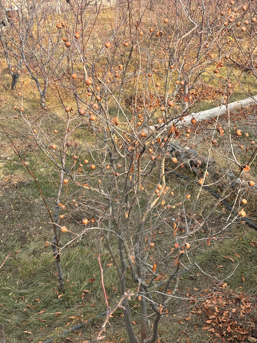 Мушмула на голом дереве