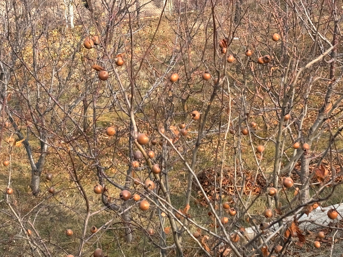 Мушмула на дереве в декабре