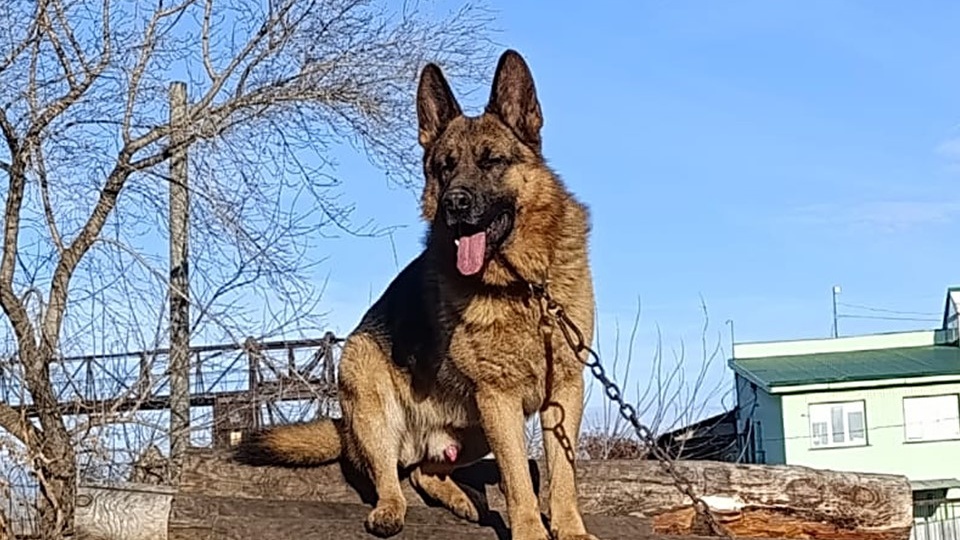 Овчарка и "Тихий Помощник": Ищем Дом, А Не Цепь!