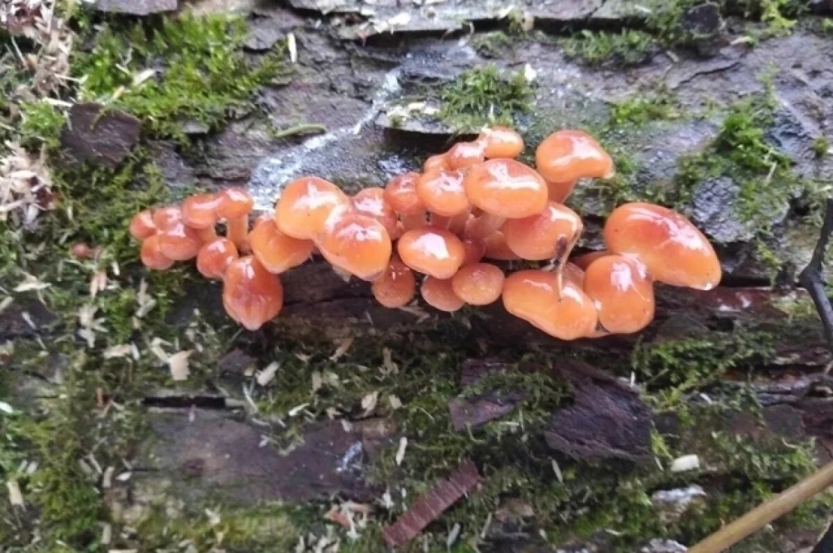    Эксперт Тихомиров: аномальный декабрь в Подмосковье вызвал рост грибов