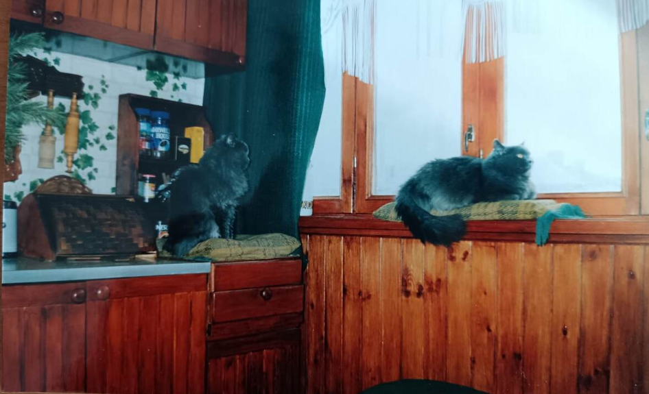 мамина прекрасная киевская кухня с не менее прекрасными котами года 23 назад :)