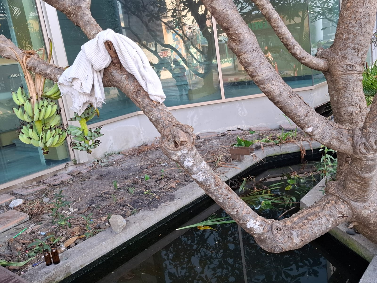 Одну лягушку  собеседник  мне представил: это Кваква. 