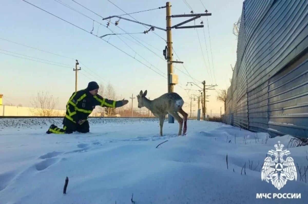    Добровольные пожарные в Кузбассе спасли раненую косулю у шахты