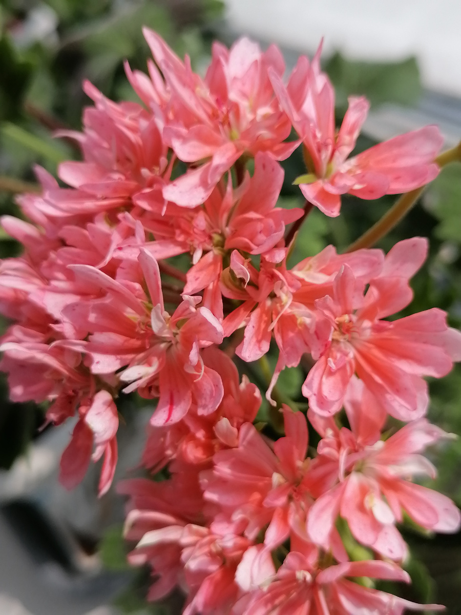 Совершенно не нравится форма лепестков, но любимый цвет и лепестки не опадают, высыхают, но даже цвет не теряют.