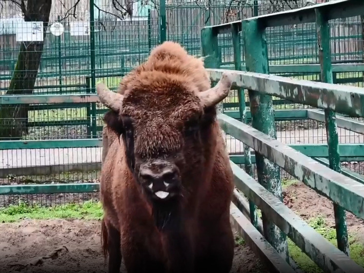     Фото: скриншот видео из тг-канала Сергея Писарева