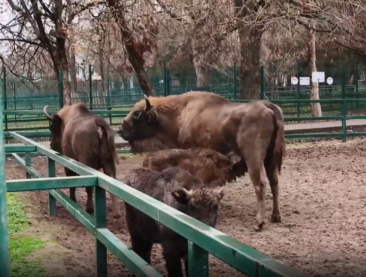     Фото: скриншот видео из тг-канала Сергея Писарева