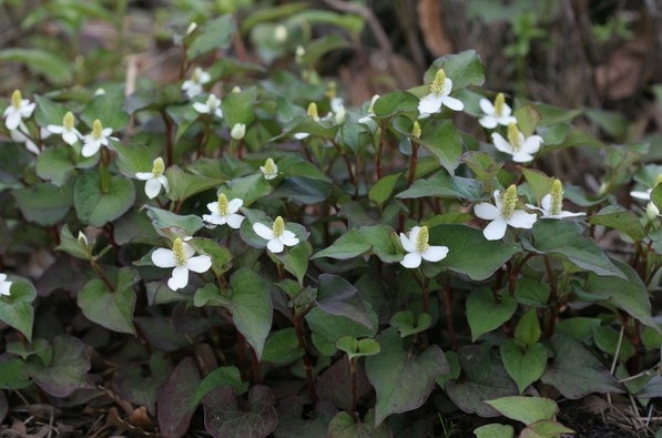 Хауттюйния