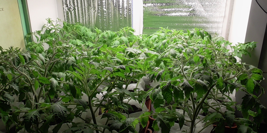 Как получить ТОЛСТУЮ ЗДОРОВУЮ рассаду томатов БЕЗ ПОДКОРМОК И СТИМУЛЯТОРОВ за короткий срок? “ОБМАНИТЕ” растения, устроив им “ЛЕТО”!