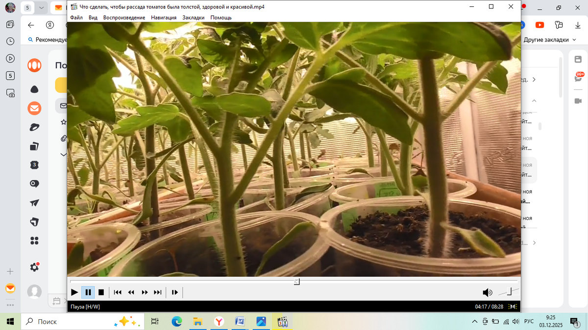 Кадр из моего видео 🍅 Как ускорить рост рассады томатов? Можно просто "ОБМАНУТЬ" растения ДЛИННЫМ СВЕТОВЫМ ДНЕМ! 

