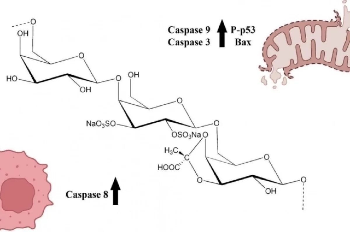    В Приморье нашли в морской бактерии вещество убивающее клетки рака крови