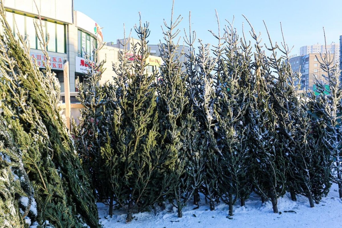 Фото предоставлено Россельхознадзором по Хакасии и Тыве