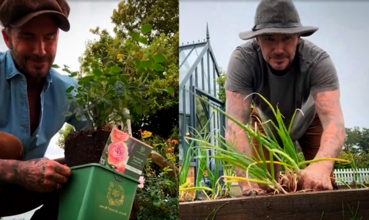 Обработанное фото из сети.