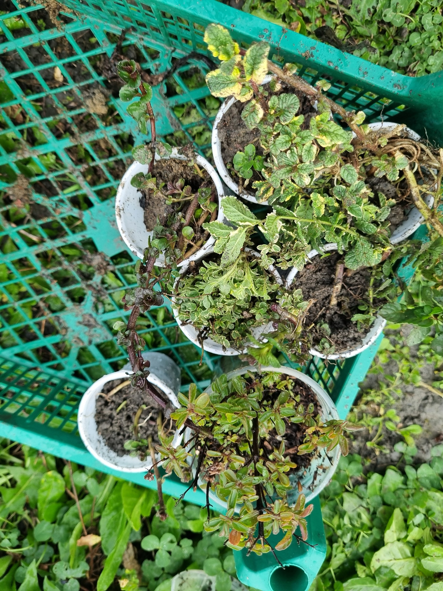 Осенняя мята уже нетоварно выглядит, увы