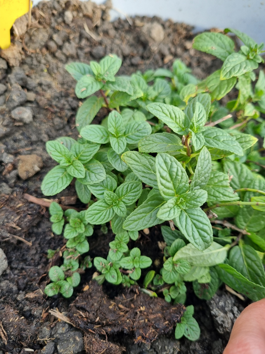 А вот маточный куст нового сорта пока неплох еще