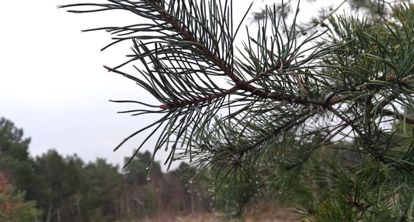    Первый городской канал Калининград
