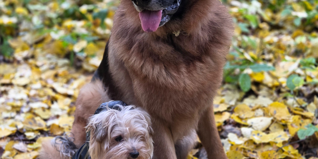 #я_не_опасен