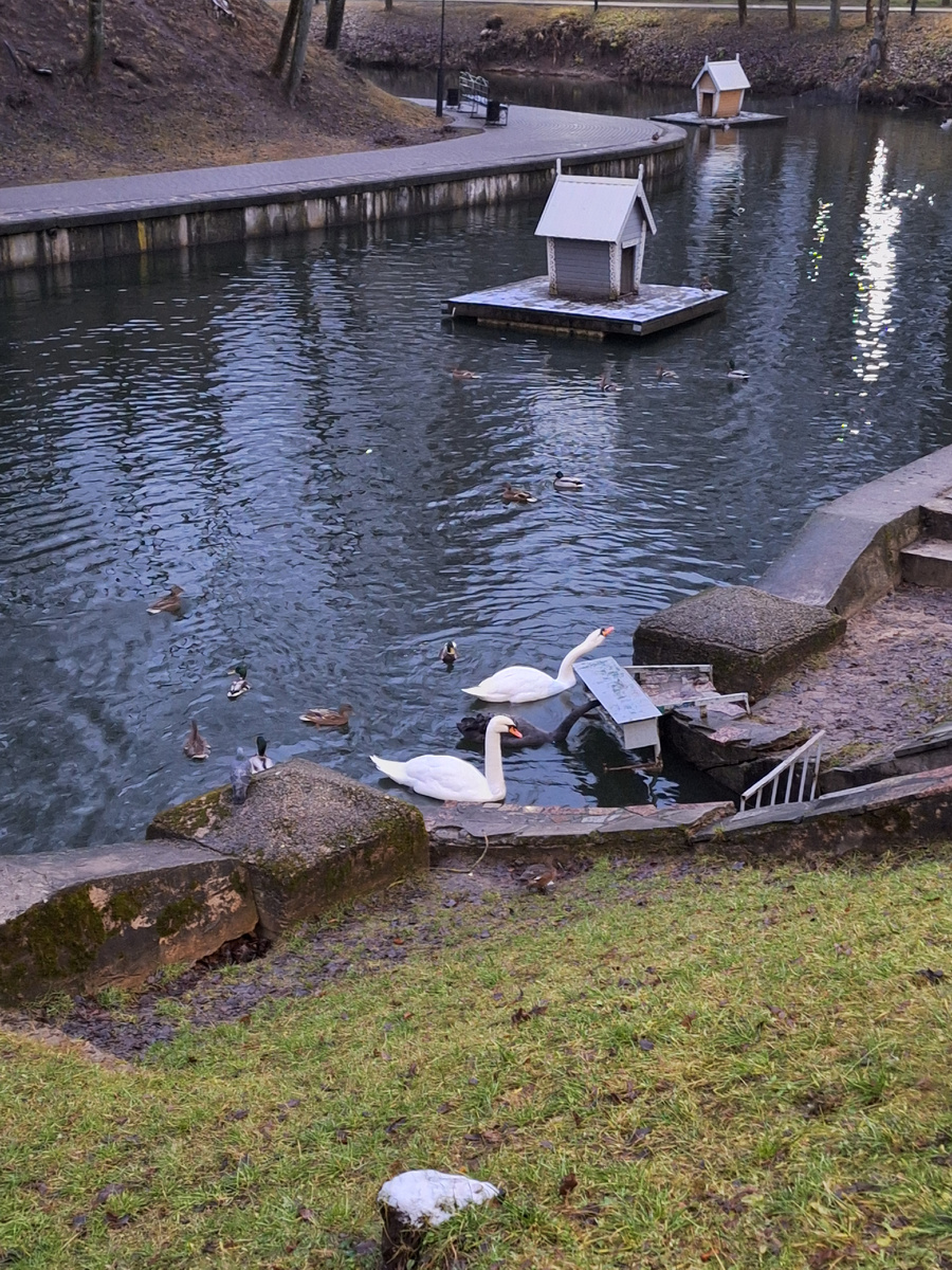 Мои любимые лебеди.