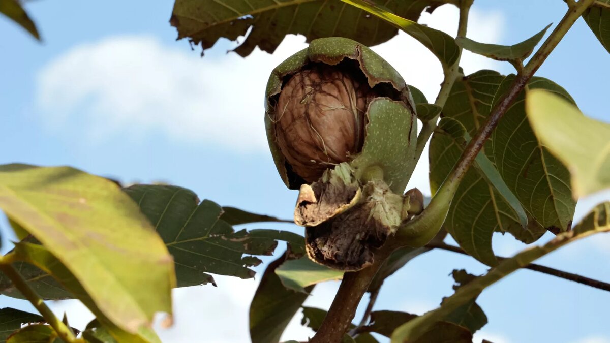 Грецкий орех в саду агрофирмы "Горняк" в ДНР, архивное фото © Sputnik / Сергей Аверин